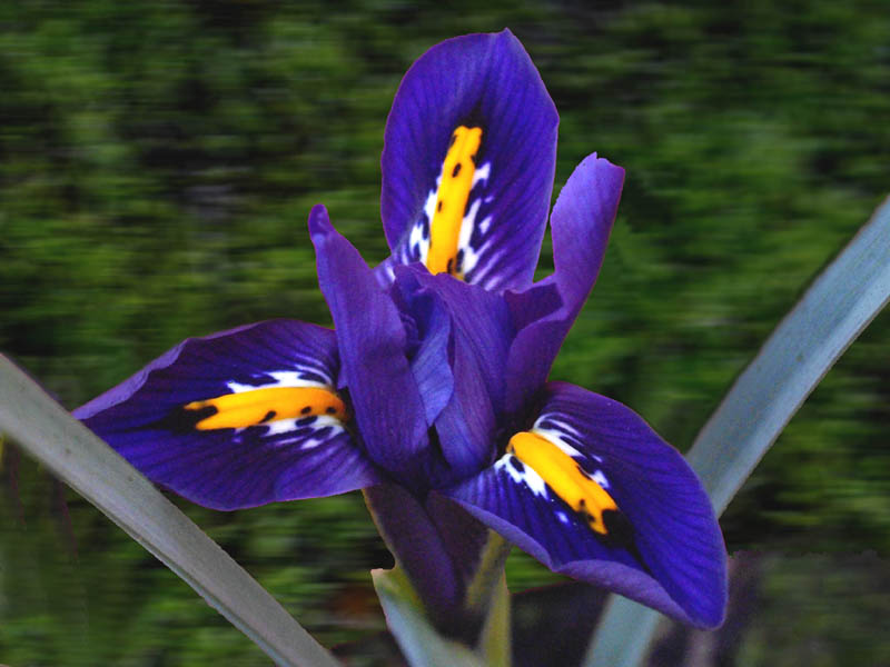 Iris reticulata photo